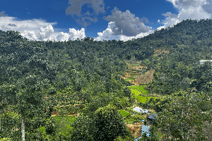 普洱茶區——漫灣古茶山